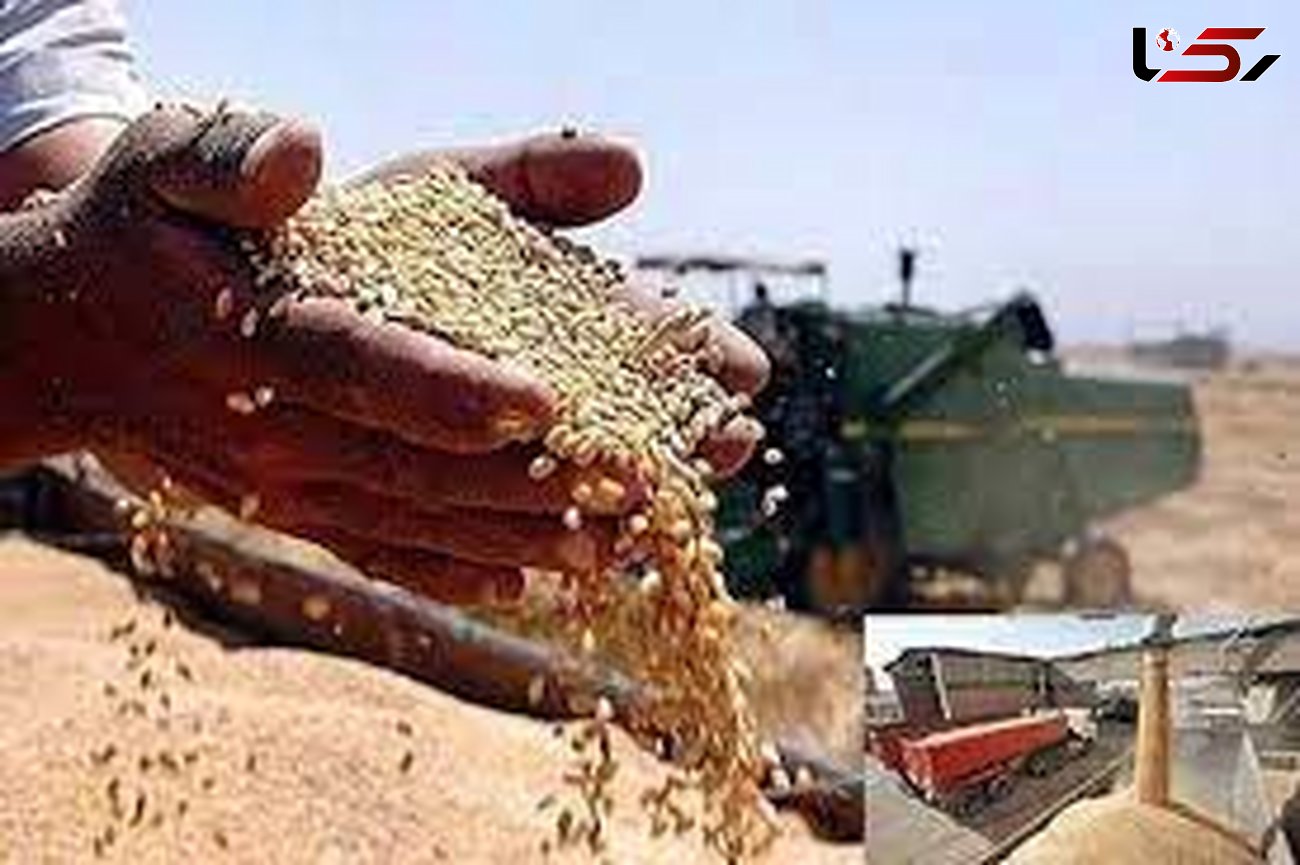 افزایش 18 درصدی تحویل گندم در استان سمنان 