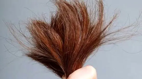 نوک گیری مو را جدی بگیرید / آموزش نوک گیری مو در خانه