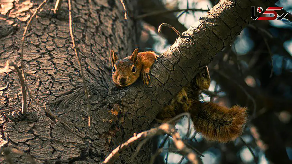 فال ابجد مخصوص 16 آذر