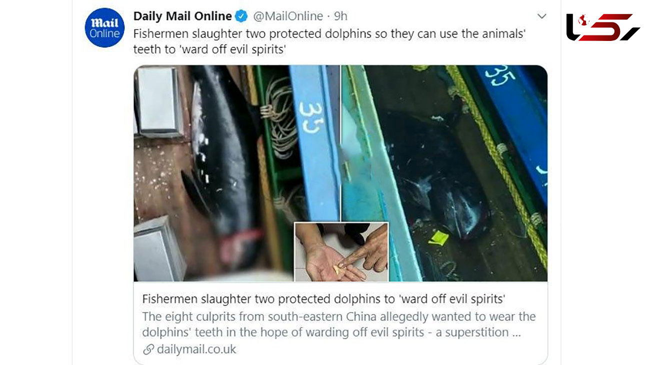 سلاخی وحشتناک دو دلفین برای رهایی از ارواح شیطانی + عکس
