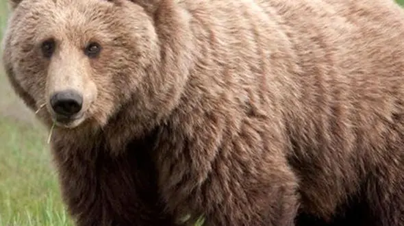 از شکار و شکارچی تلاش برای بقا تا دوئل سهمگین بر فراز کوهستان