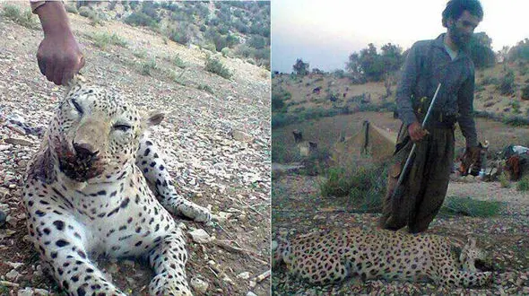 این چوپان قاتل پلنگ  میمند است + عکس های یادگاری از جسد پلنگ