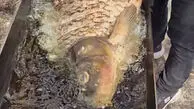 سرخ کردن ماهی درشت در طبیعت 