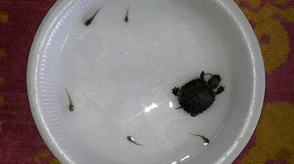 لاک پشت کوچک ، نوزاد قورباغه را بلعید+فیلم