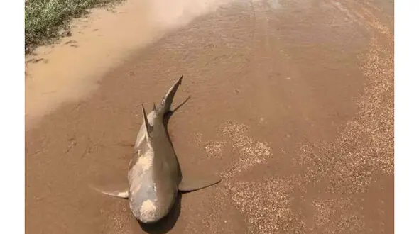 سیل پای کوسه های آدم خوار را به خیابان های استرالیا باز کرد + عکس