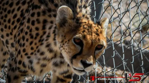 یوز آسیایی در مرز فروپاشی ژنتیکی / کمبود دوربین های تله ای اوضاع را بدتر کرده  + فیلم