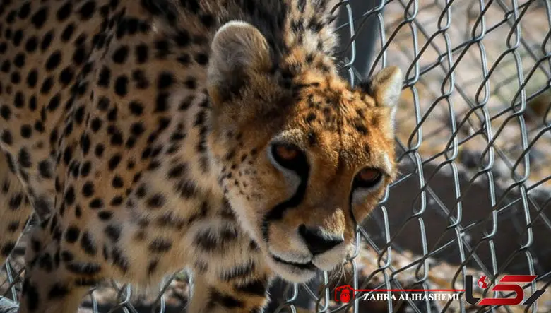 یوز آسیایی در مرز فروپاشی ژنتیکی / کمبود دوربین های تله ای اوضاع را بدتر کرده  + فیلم