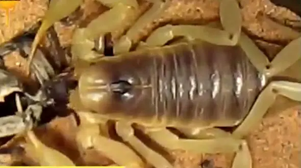 فیلم نبرد حیوانات سمی / رتیل در برابر عقرب