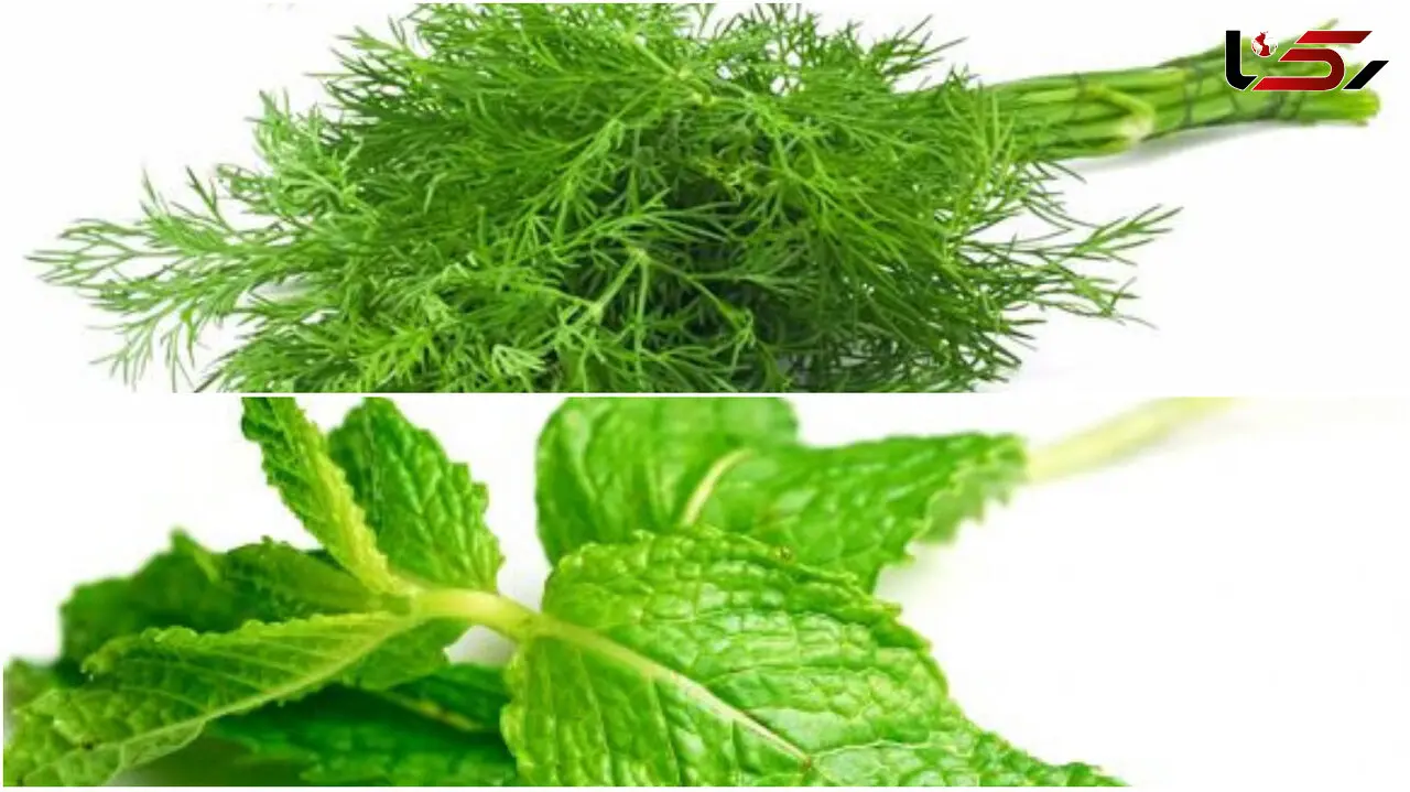 راهنمای استفاده از گیاهان در آشپزی