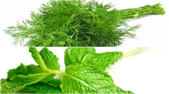 راهنمای استفاده از گیاهان در آشپزی