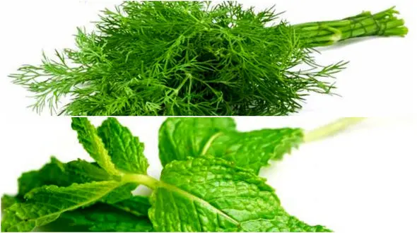 راهنمای استفاده از گیاهان در آشپزی