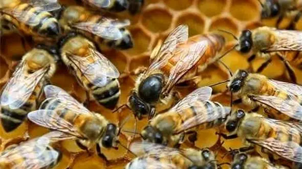 آغاز طرح توزیع ملکه زنبور عسل در استان تهران