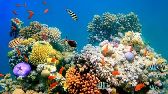 جمع آوری و طبقه بندی 7000 گونه گیاهی و جانوری آبزی / آبزیان؛ کلید توسعه پایدار و امنیت غذایی