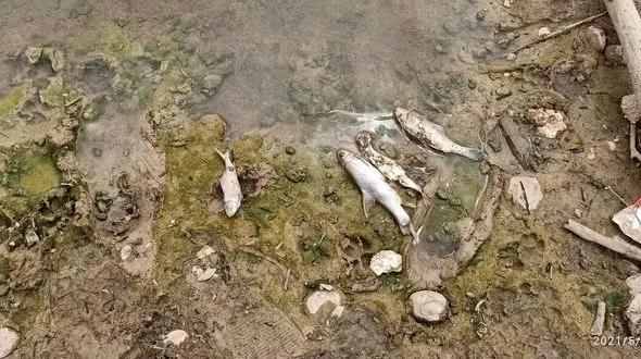 تلف شدن 4 هزار ماهی در پارک ملی دز + فیلم