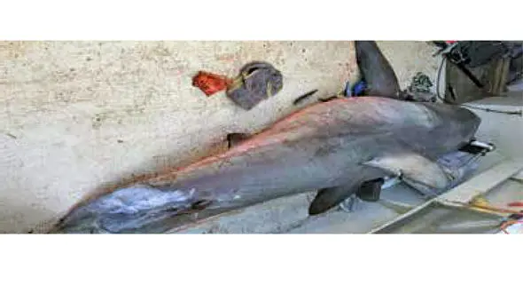 پرواز کوسه سفید به قایق+عکس