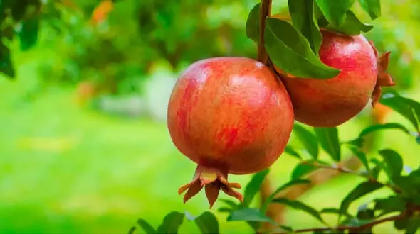 میان وعده هایی برای لاغری 