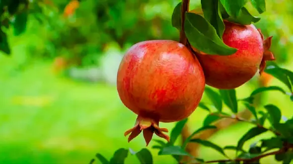 میان وعده هایی برای لاغری 