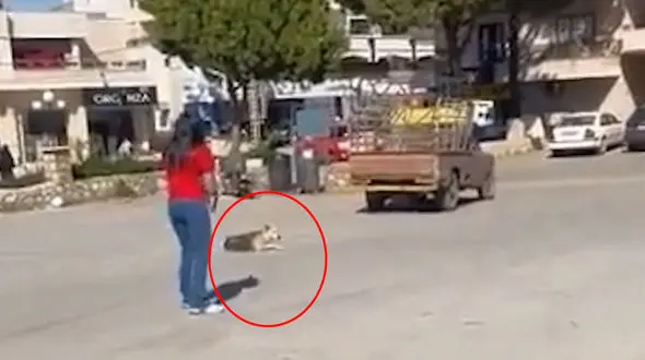 عکس لحظه شلیک زن کینه ای به سگ بیگناه + جزییات