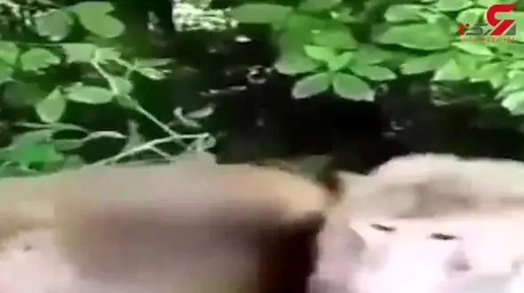 حمله خونین میمون ها به مردم در جنگل های سیاهکل و دیلمان ! / این میمون ها از کجا آمده اند! + فیلم 