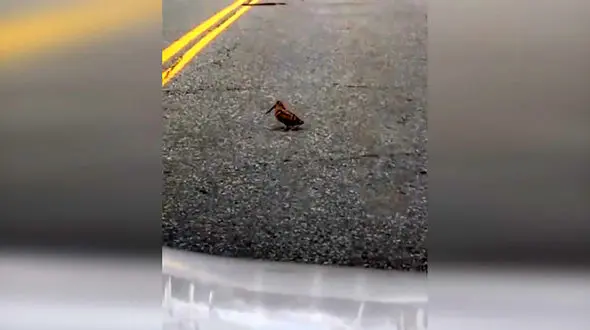 جلب توجه پرنده وسط خیابان + فیلم