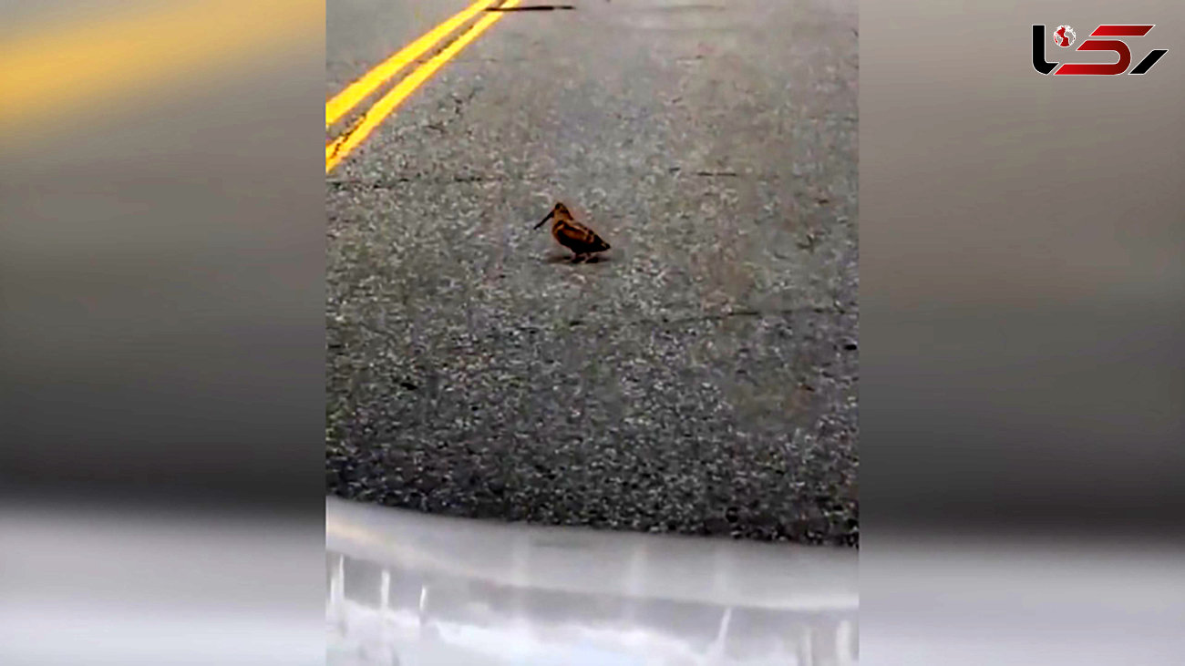 جلب توجه پرنده وسط خیابان + فیلم