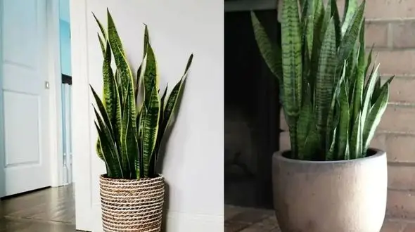 راهنمای انتخاب گلدان مناسب برای سانسوریا / جدیدترین ایده‌ ها