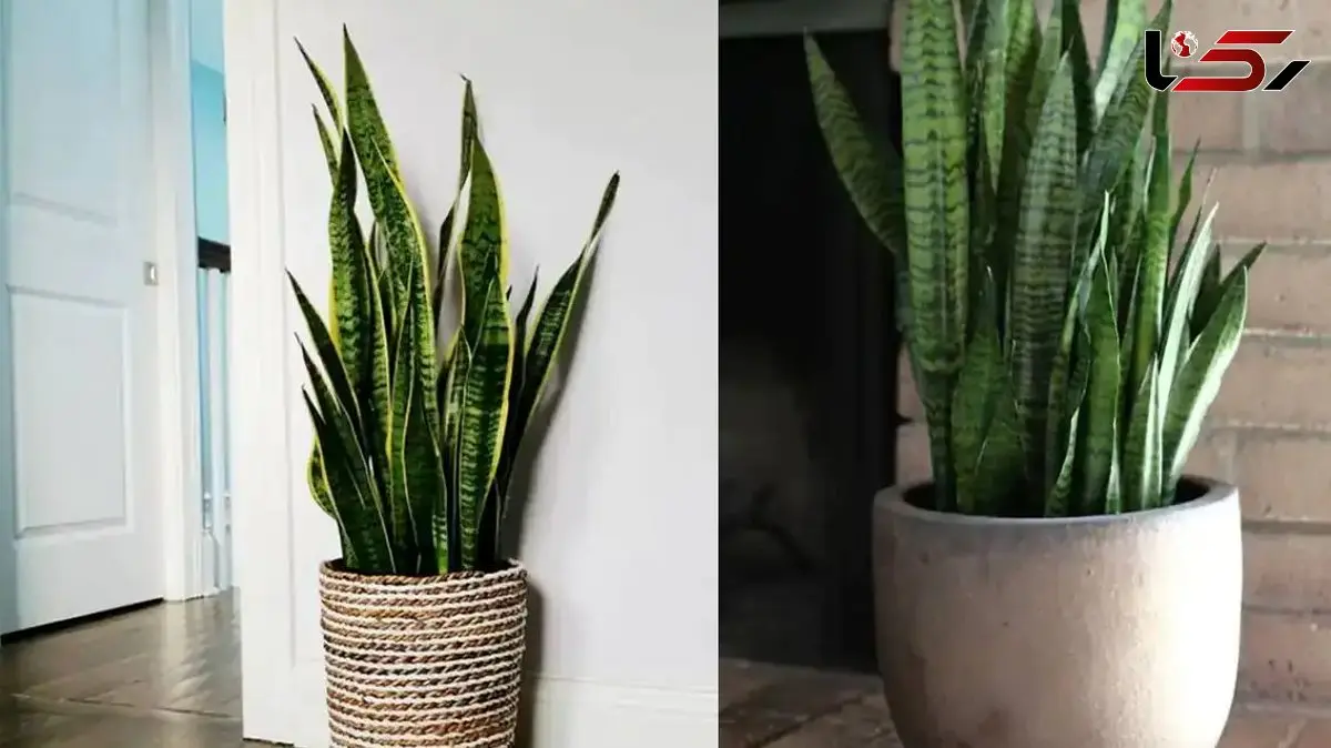 راهنمای انتخاب گلدان مناسب برای سانسوریا / جدیدترین ایده‌ ها