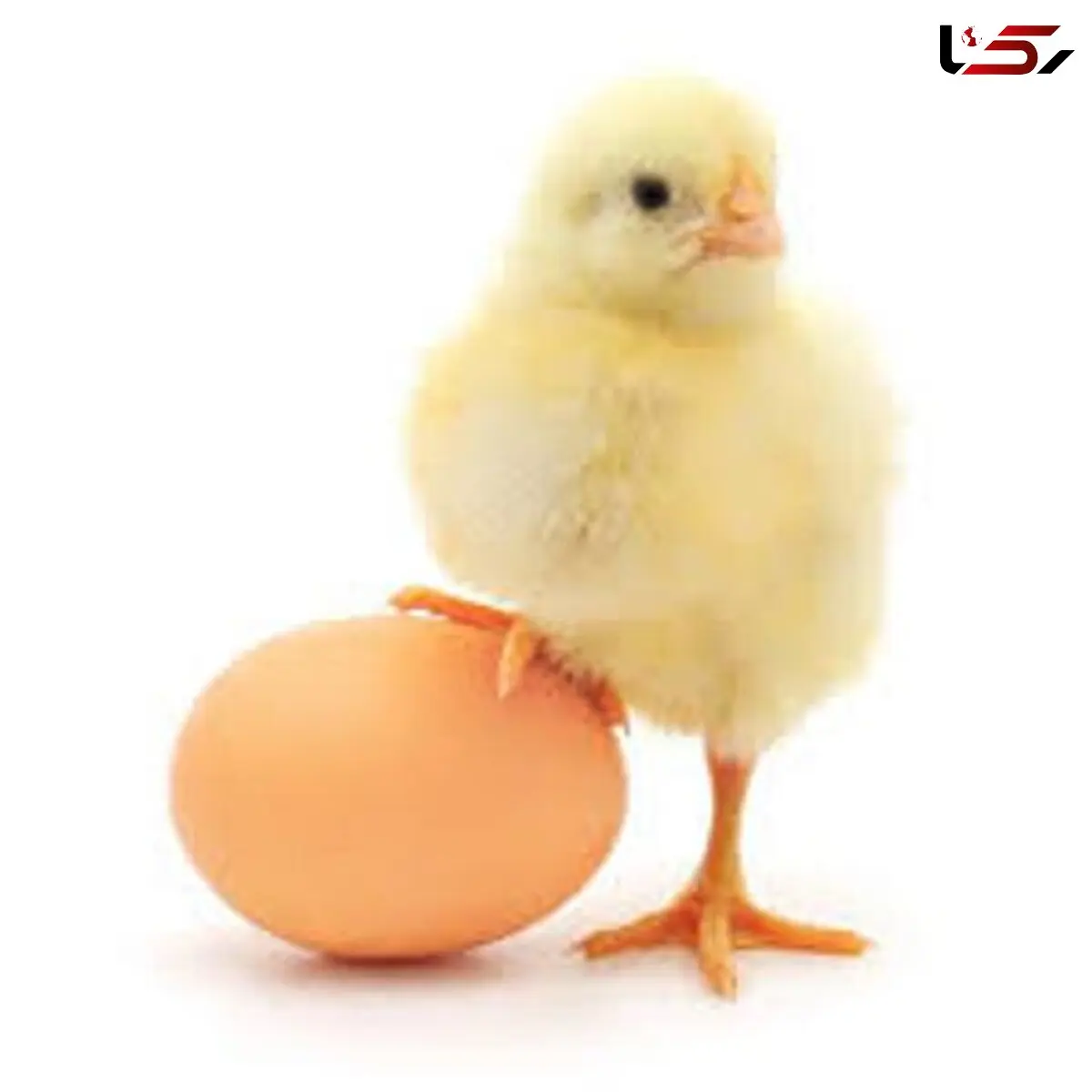 قیمت مرغ برای مصرف کنندگان 7هزار و یکصد تومان