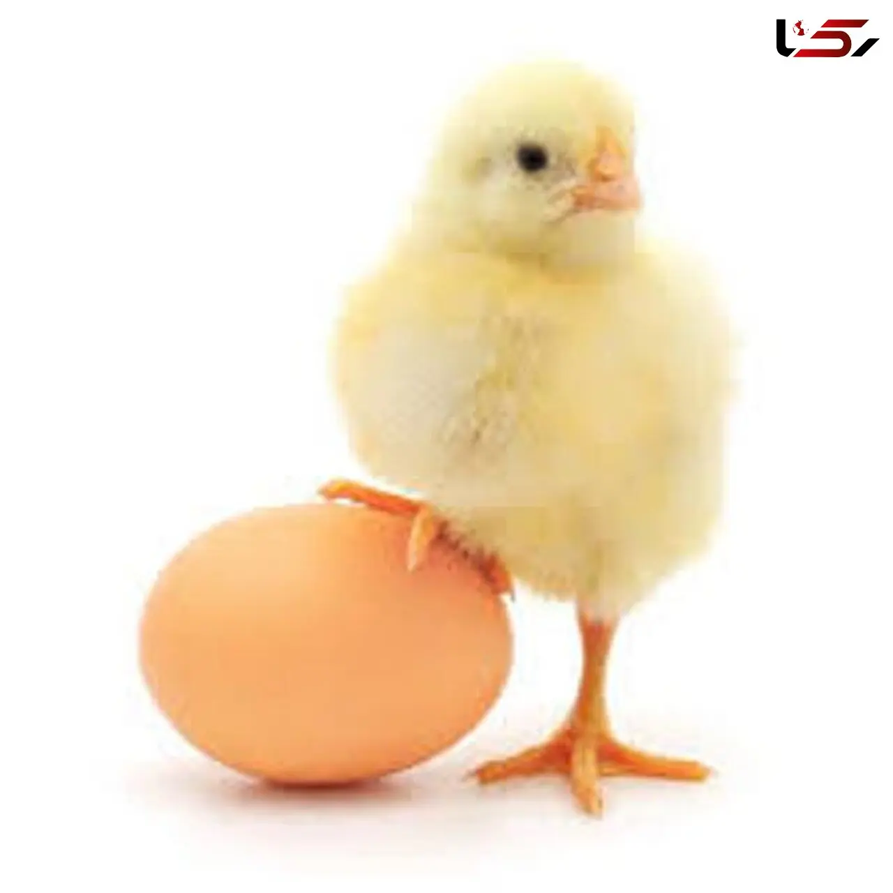 قیمت مرغ برای مصرف کنندگان 7هزار و یکصد تومان