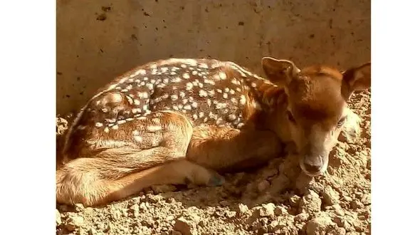 تصویر تولد نخستین گوزن زرد ایرانی در طبیعت لرستان