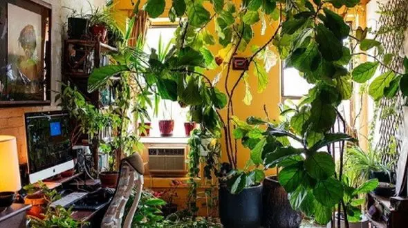 چطور گیاهان آپارتمانی را در پاییز سرحال نگه داریم؟