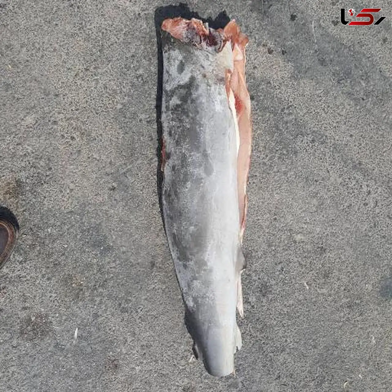کشف 900 لاشه کوسه ازیک خودرو 