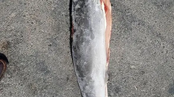 کشف 900 لاشه کوسه ازیک خودرو 