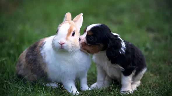 عکس العمل حیوانات نسبت به محبت‌های انسان + فیلم 