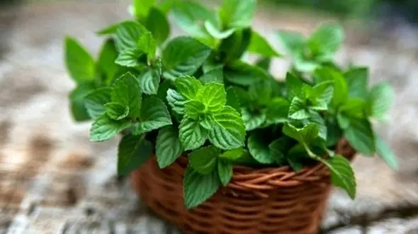 باید‌ها و نباید‌های تغذیه‌ای برای مبتلایان به «رفلاکس معده»