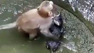 فیلم باورنکردنی از تلاش یک میمون برای نجات گربه گرفتار در چاه