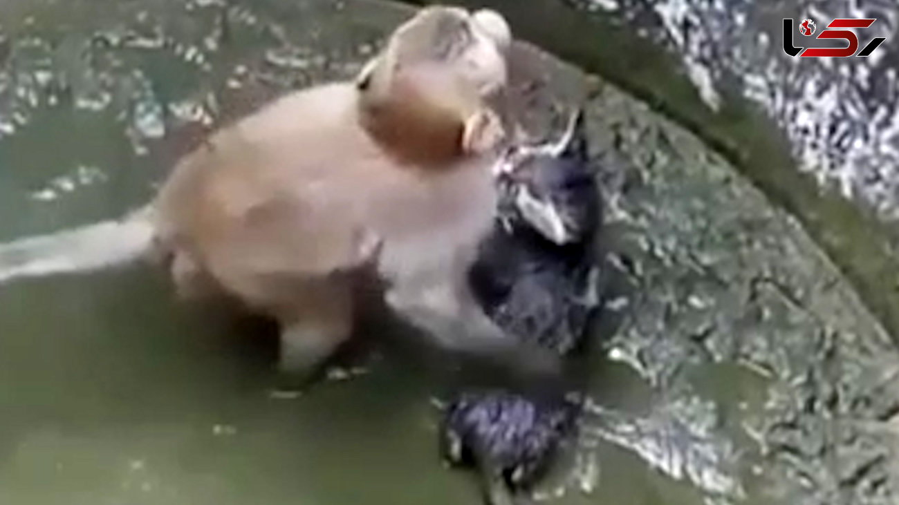 فیلم باورنکردنی از تلاش یک میمون برای نجات گربه گرفتار در چاه