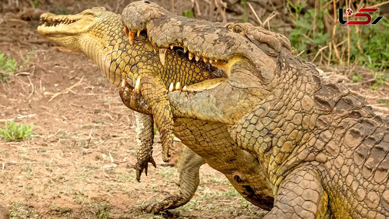 فیلم حال به هم زن خوردن تمساح توسط کروکودیل دیگر ! / واقعیت های باورنکردنی حیات وحش !