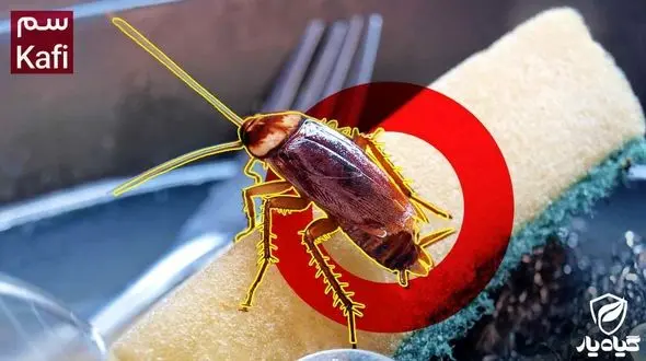 از بین بردن سوسک در خانه با بهترین و سریعترین روش