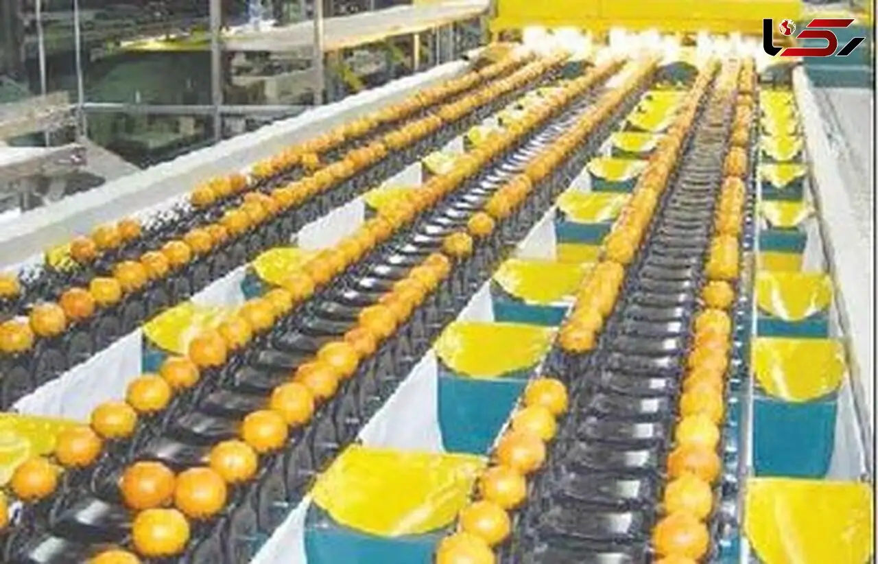 محرومیت گلستان از صنایع تبدیلی برای مرکبات