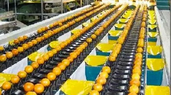 محرومیت گلستان از صنایع تبدیلی برای مرکبات