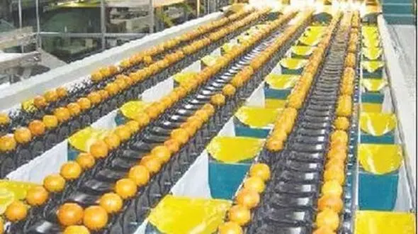 محرومیت گلستان از صنایع تبدیلی برای مرکبات
