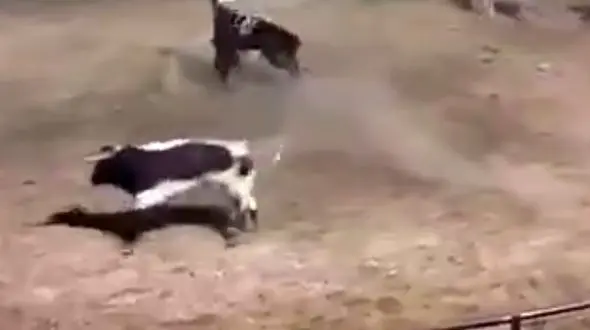 گاوی که در مسابقات گاوبازی به یک اسب حمله کرد + فیلم