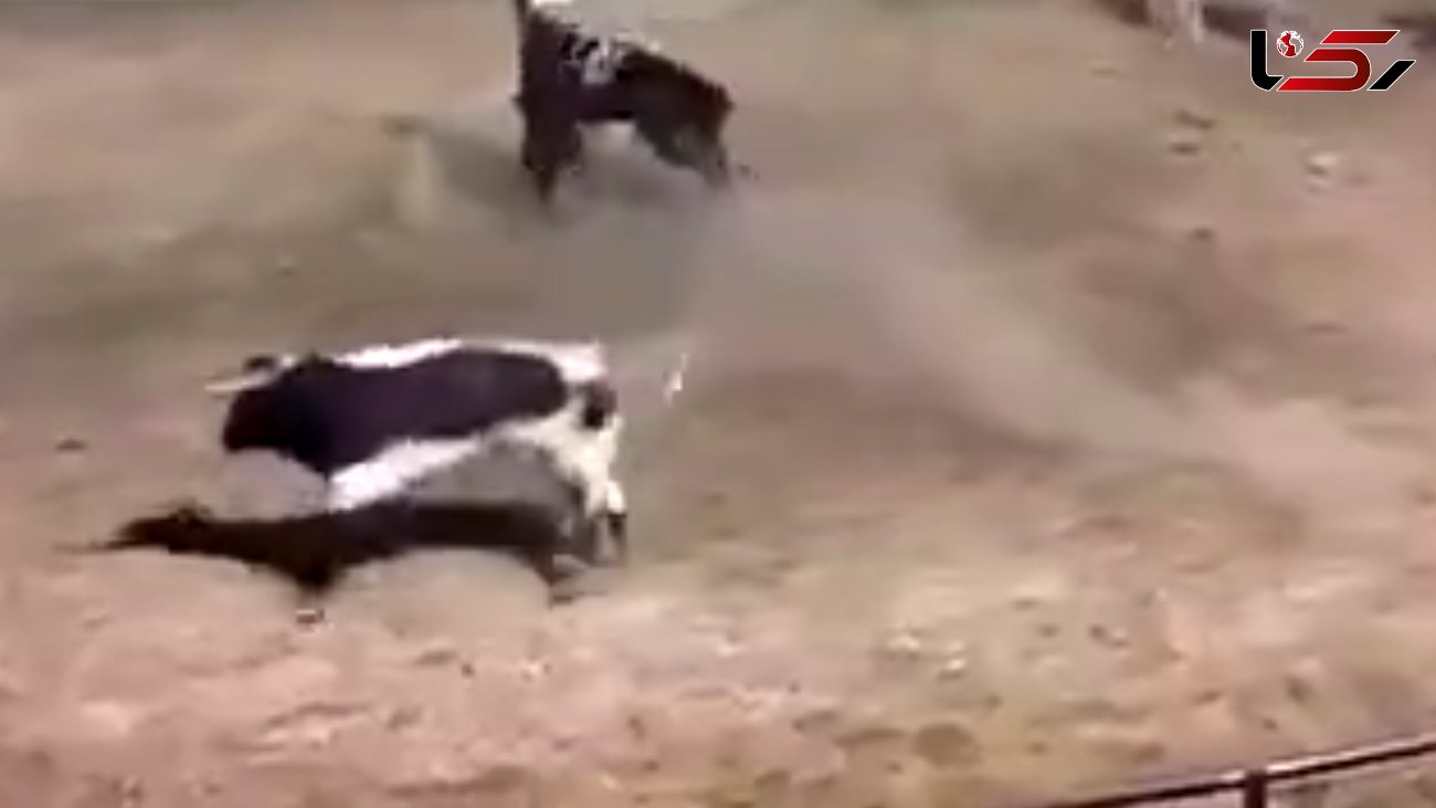 گاوی که در مسابقات گاوبازی به یک اسب حمله کرد + فیلم