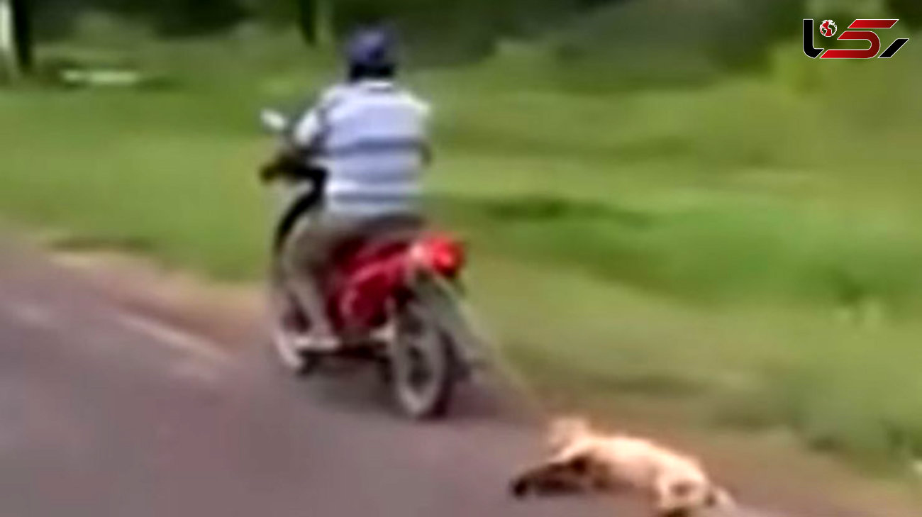 تنبیه وحشتناک یک سگ توسط مرد موتورسوار +عکس