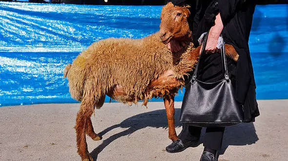 هشدارهای بهداشتی درباره ذبح دام در عید قربان؛ چه کار کنیم «تب کریمه» نگیریم؟