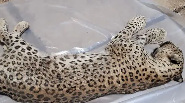 کشف لاشه یک پلنگ در میان ‌زباله‌ ها / مردم اطلاع رسانی کردند