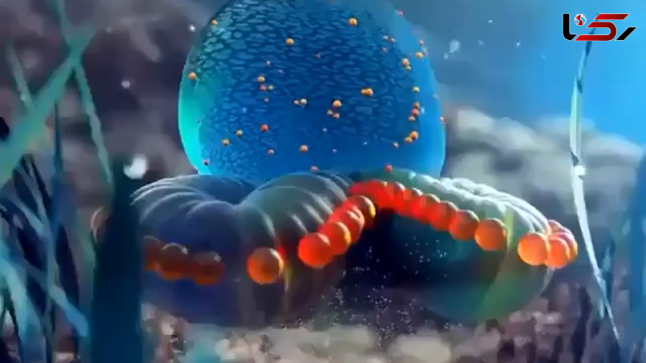 با زیباترین موجودات دریایی زیر آب آشنا شوید + فیلم