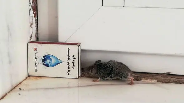 حشره خور کوتوله در پارک ملی سیاه کوه دیده شد