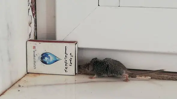 حشره خور کوتوله در پارک ملی سیاه کوه دیده شد